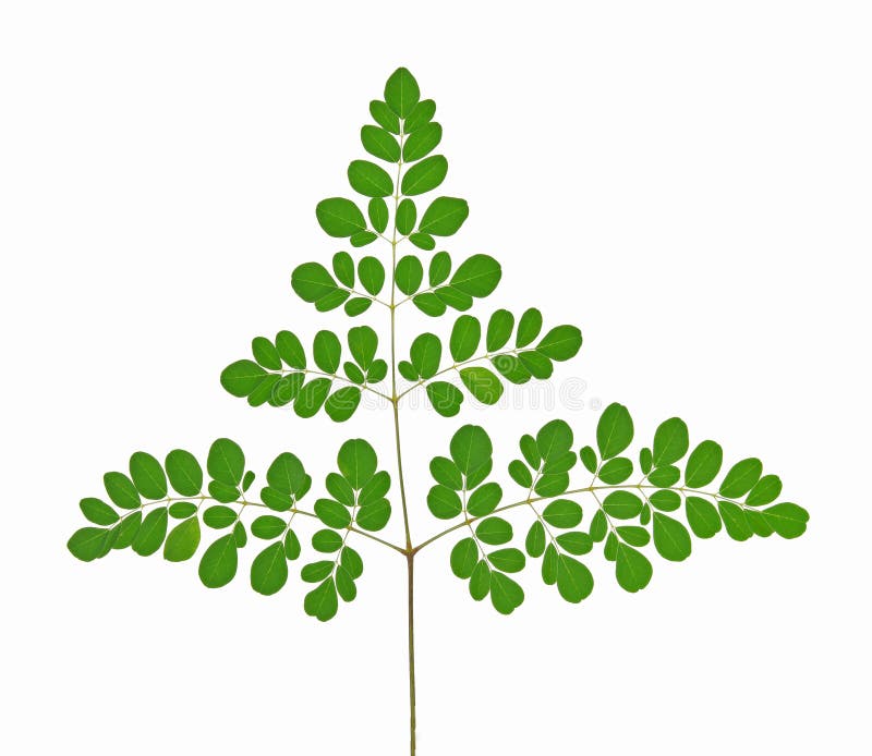 Moringa leaves on white background royalty free stock photography