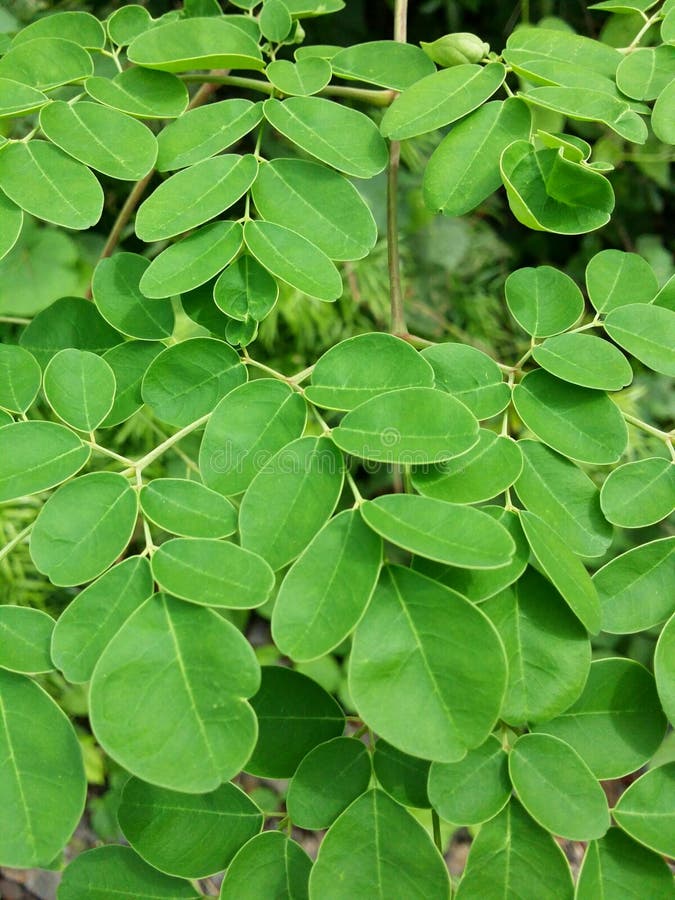 Moringa liści oleifera gałąź fotografia royalty free