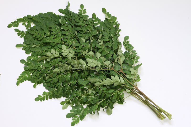 Moringa liścia Oleifera gałąź obraz royalty free