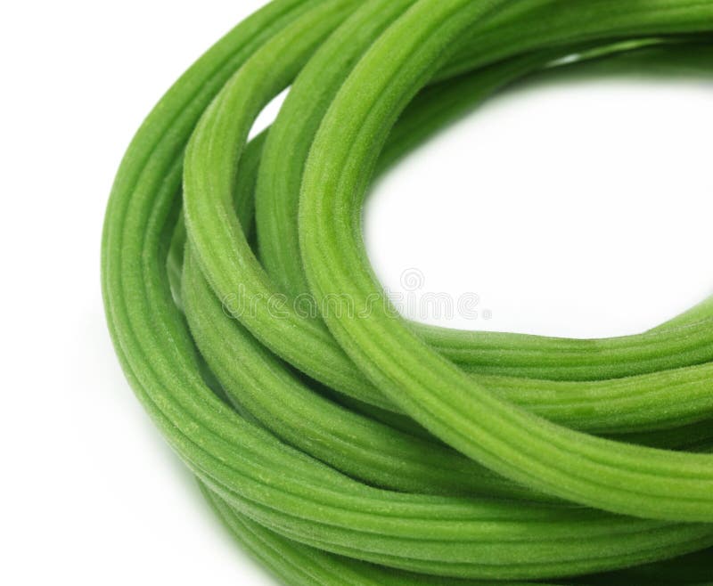 Moringa Oleifera fotografia royalty free