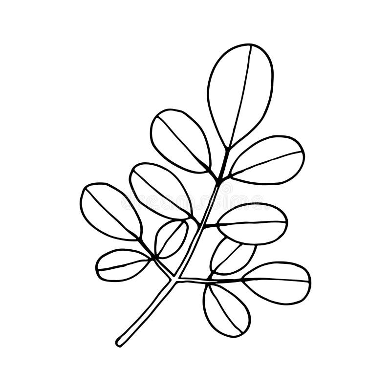 Moringa Oleifera. Vegan Superfood. Hand Drawn Sketch Stock Vector -  Illustration of medicine, asia: 195950681