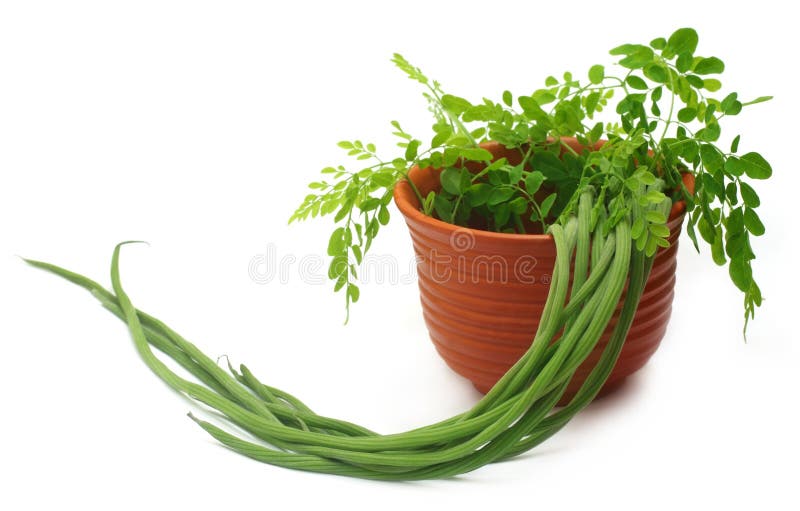 Moringa Oleifera lub sonjna z świeżymi liśćmi obrazy stock