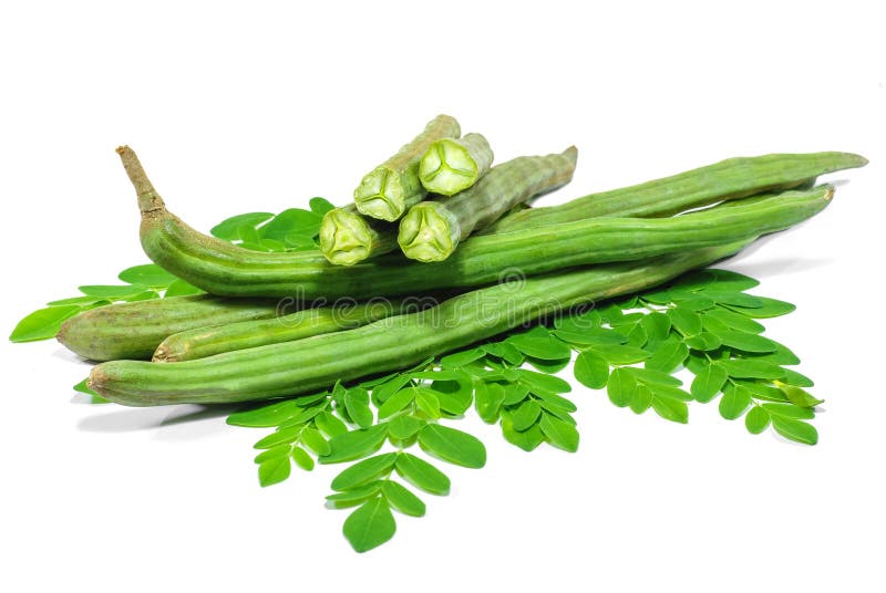Moringa oleifera odosobniony na bielu obraz stock