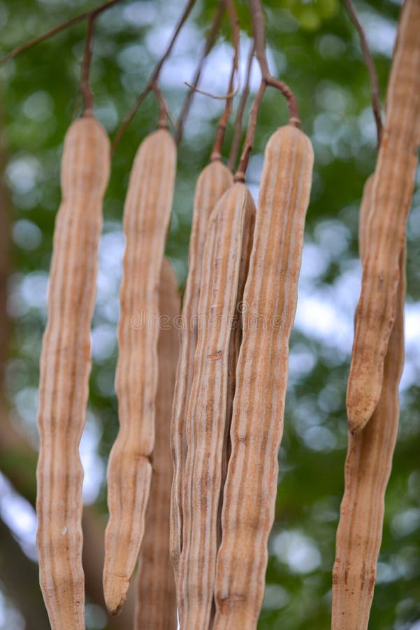 Moringa Oleifera Tree Dry Fruits Stock Photo Image of natural, health