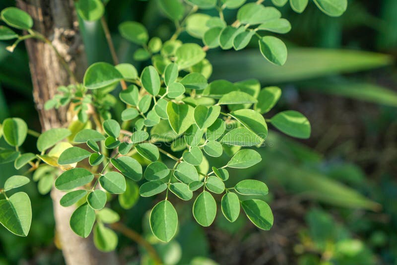 Moringa Oleifera zna? gdy b? benu kija drzewo zdjęcia royalty free