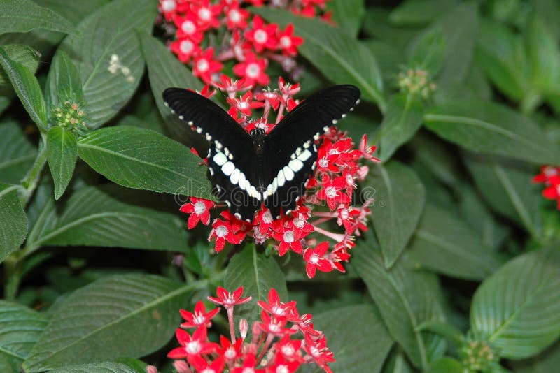 Mormon sailing ship (papilio polytes) on red flowers