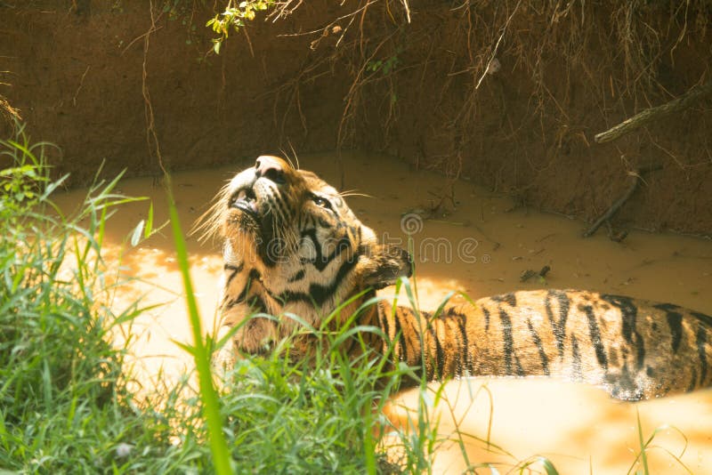 tiger safari sri lanka