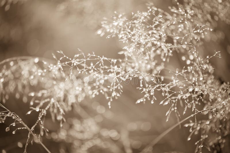 Morning dew. Abstract water drops on grass