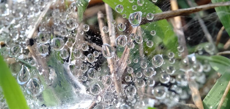 Morning dew drops  in cobwebs. Form a beautiful pattern. Macro photograpy.