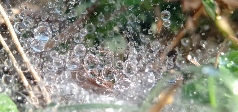 Morning dew drops  in cobwebs. Form a beautiful pattern. Macro photograpy.