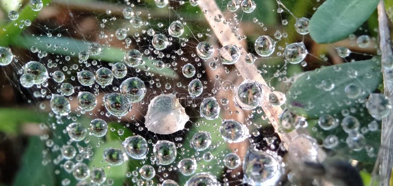 Morning dew drops isolated in cobwebs. Form a beautiful pattern. Macro photograpy.