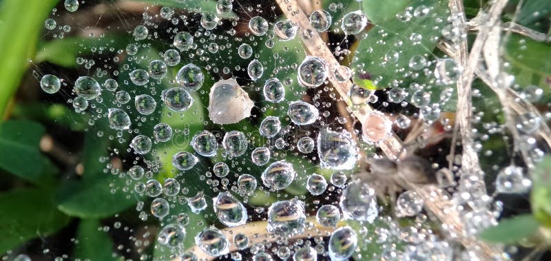 Morning dew drops isolated in cobwebs. Form a beautiful pattern. Macro photograpy.