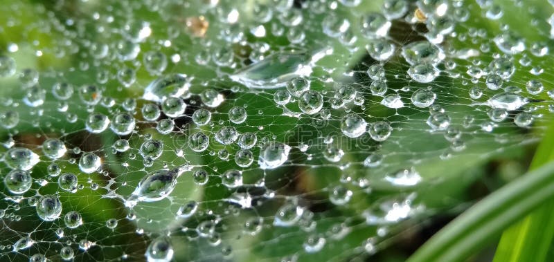 Morning dew drops isolated in cobwebs. Form a beautiful pattern. Macro photograpy.