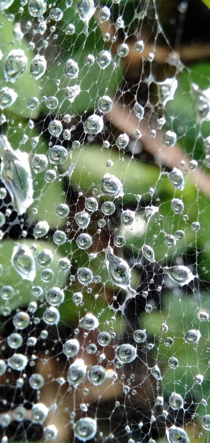 Morning dew drops isolated in cobwebs. Form a beautiful pattern. Macro photograpy.