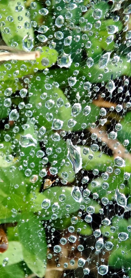 Morning dew drops isolated in cobwebs. Form a beautiful pattern. Macro photograpy.