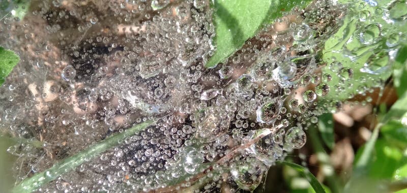 Morning dew drops isolated in cobwebs. Form a beautiful pattern. Macro photograpy.