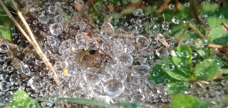 Morning dew drops isolated in cobwebs. Form a beautiful pattern. Macro photograpy.