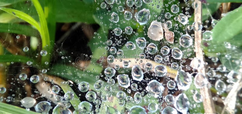 Morning dew drops isolated in cobwebs. Form a beautiful pattern. Macro photograpy.