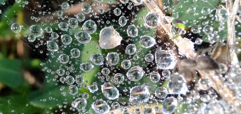 Morning dew drops isolated in cobwebs. Form a beautiful pattern. Macro photograpy.