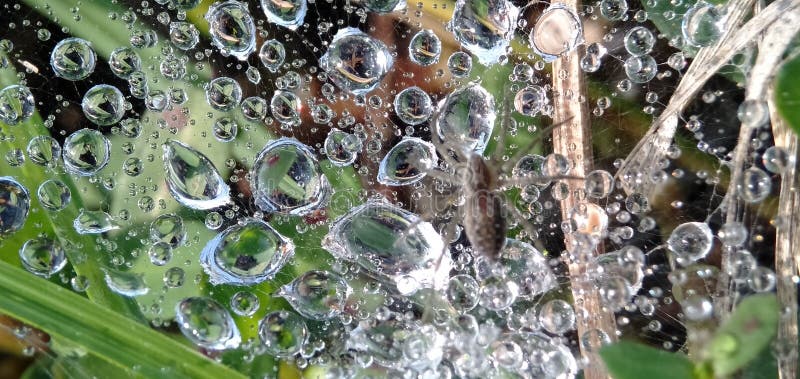 Morning dew drops isolated in cobwebs. Form a beautiful pattern. Macro photograpy.