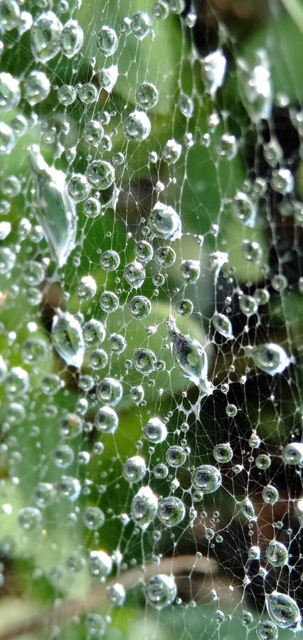 Morning dew drops isolated in cobwebs. Form a beautiful pattern. Macro photograpy.