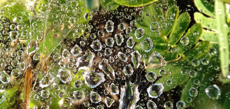 Morning dew drops isolated in cobwebs. Form a beautiful pattern. Macro photograpy.