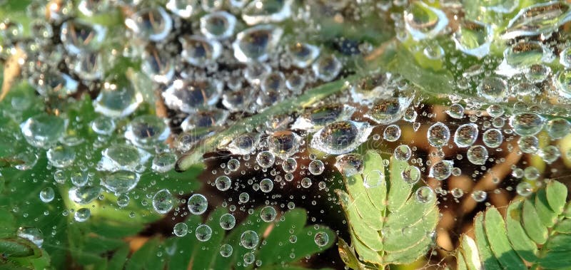 Morning dew drops isolated in cobwebs. Form a beautiful pattern. Macro photograpy.