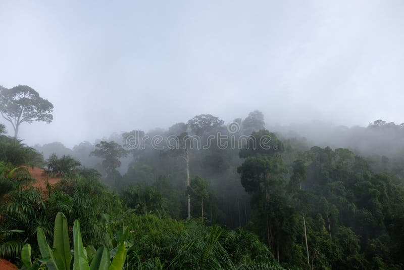 Morning dew and golden sunlight and Trees from the tropical rainforest, mist water fall royalty free stock photos.