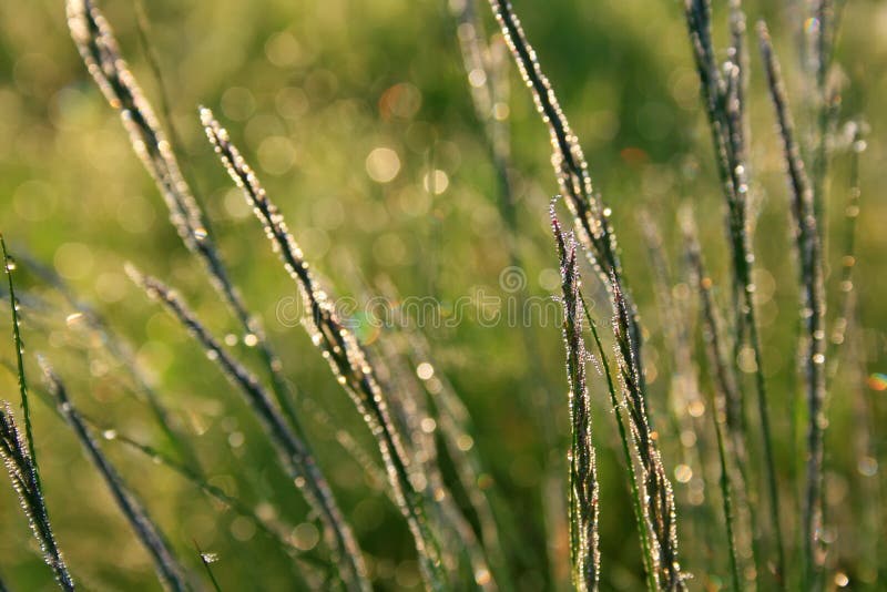 Morning dew on the grass