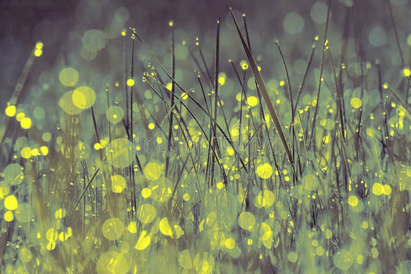 Morning dew on the grass