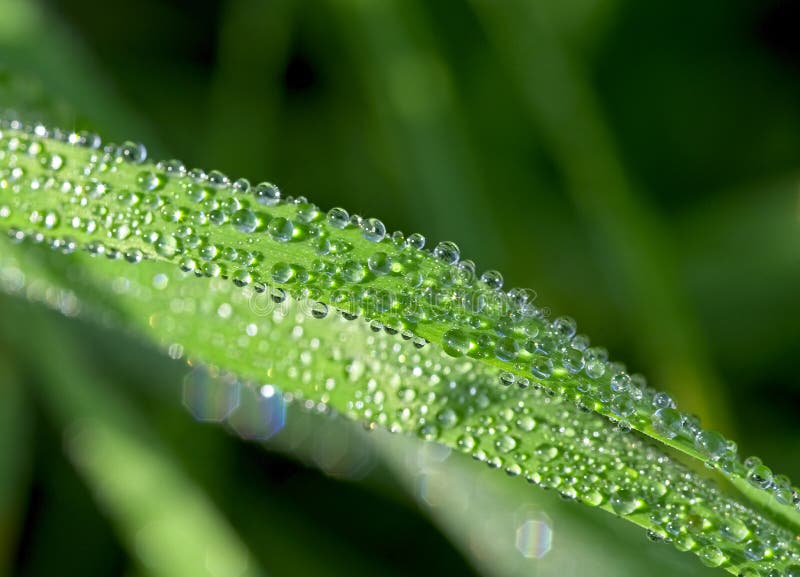 Morning dew on grass leaf