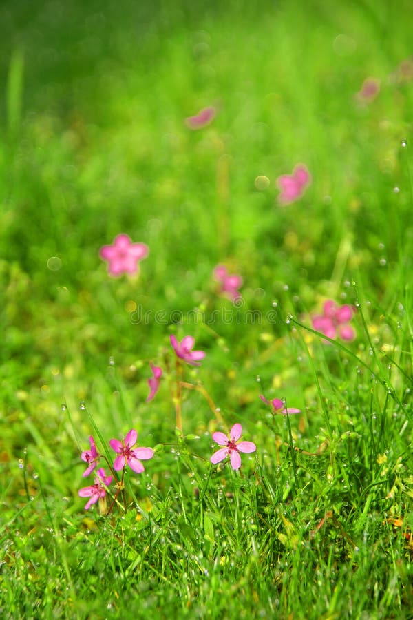 Macro of dew drops on blades of grass with little pink flowers. Macro of dew drops on blades of grass with little pink flowers