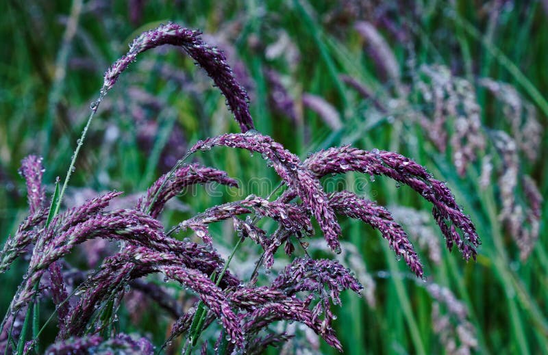 Morning dew on grass seeds