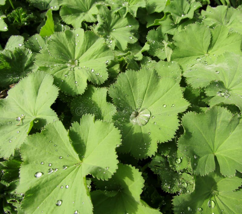 Morning dew on green garden lady&#x27;s-mantle or Alchemilla mollis leaves. Morning dew on green garden lady&#x27;s-mantle or Alchemilla mollis leaves