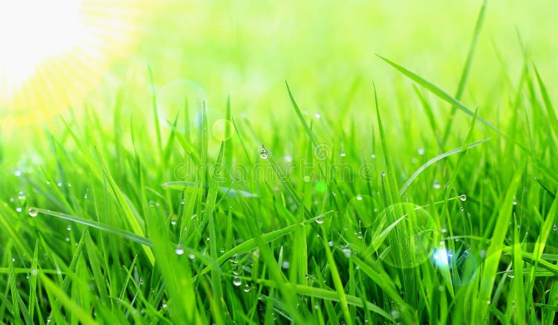 Green grass royalty free stock photos