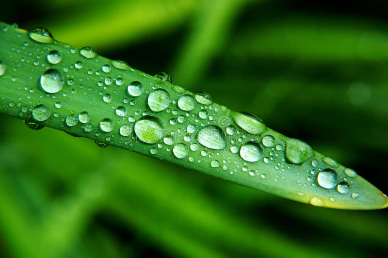 Morning dew on green Leaf