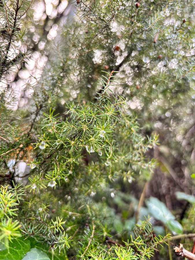 Morning dew on green needle leaves in a forest stock photo