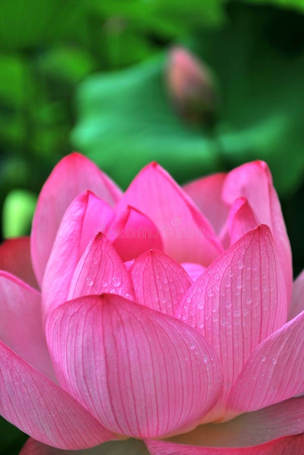 Morning dew on lotus flower