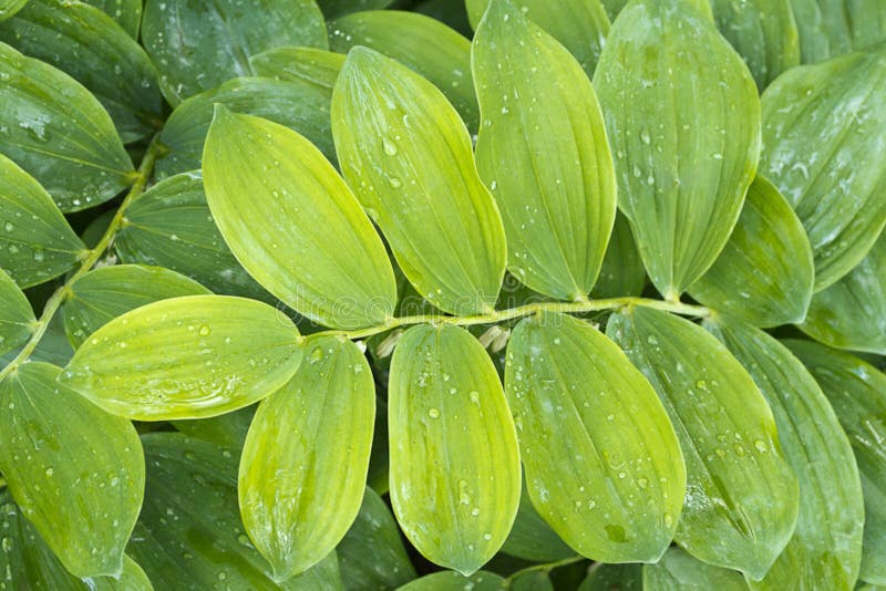 Morning Dew On Low Vegetation Leaves Picture. Image 87854162