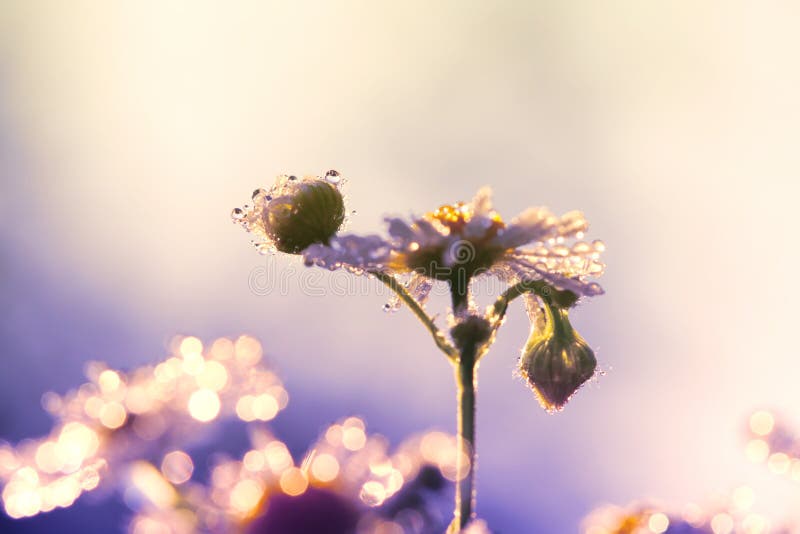 Morning dew on the petals of camomile