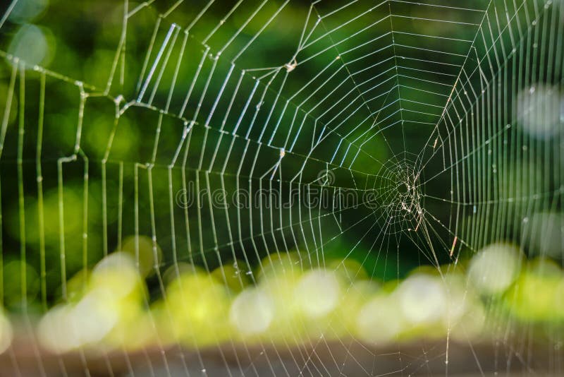 Spider apocalypse' hits Australia as clouds of cobwebs blanket landscape