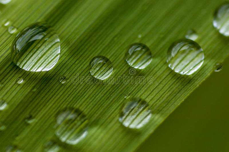 Morning Dew on a Single Blade of Grass. Stock Photo Image of grass