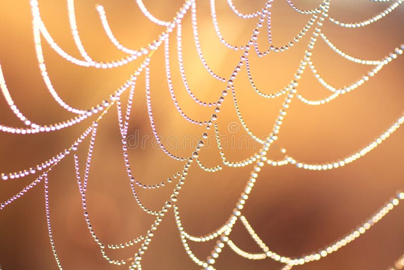 Morning Dew on a spider web. Morning Dew on a spider web