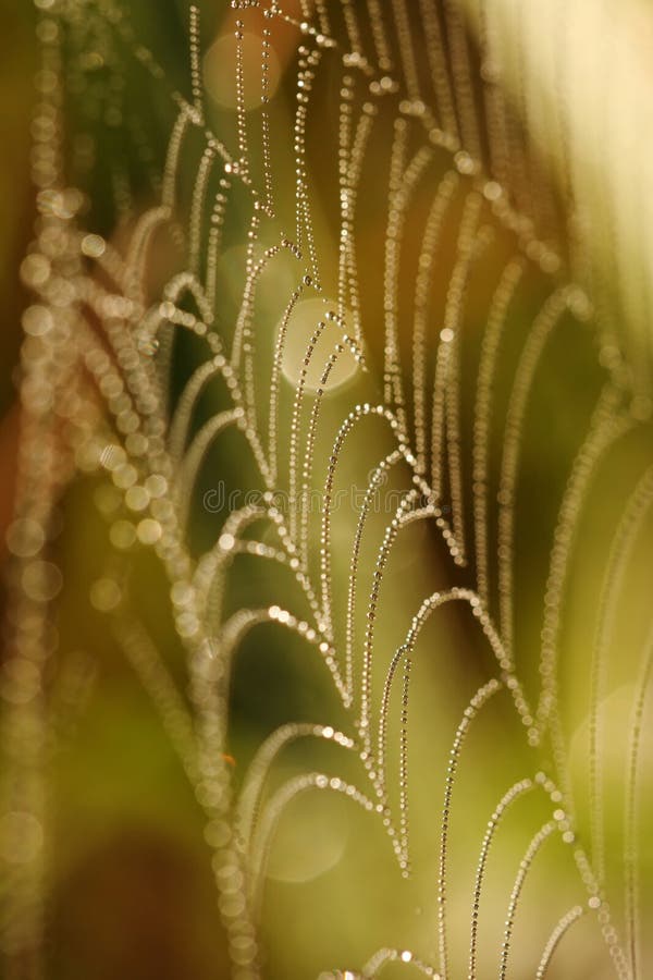 Morning dew on a web