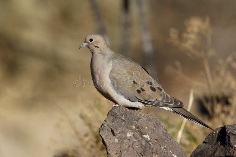 Morning dove, Zenaida macroura
