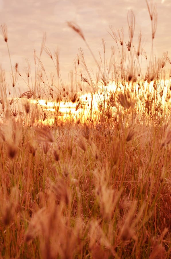 Morning field background with wild flowers