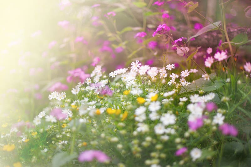 Morning field full of wild flowers