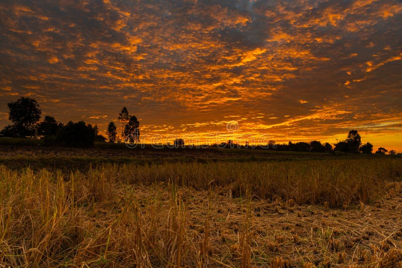 Morning fire sky and scattered clouds with trees and agricultural field as silhouette foreground