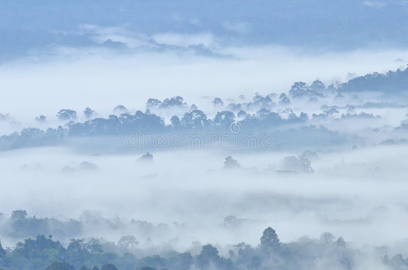Morning fog in dense tropical rainforest at Khao Yai national park stock image Morning fog in dense tropical rainforest at Khao Yai national park stock image