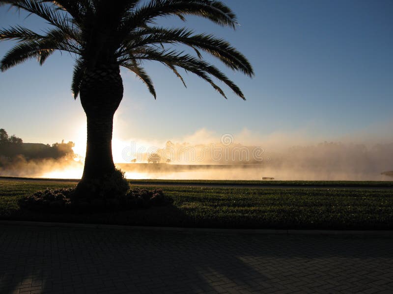 Morning Fog in Florida
